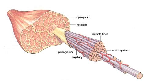 Endomysium Of Skeletal Muscle