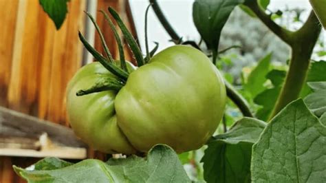 20 Best Indeterminate Tomato Varieties