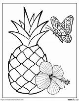 Pineapple Images For Coloring At Maddison Grosse Blog sketch template