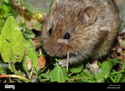 Common Vole eating leaves - France Stock Photo - Alamy