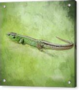 Green Lizard Photograph by Elisabeth Lucas