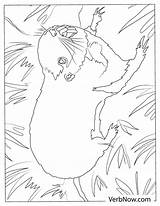 Free GOPHER Coloring Pages For Download Printable PDF sketch template