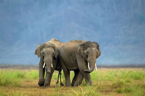 Jim Corbett National Park Timings : Contact Number, Route Map, Ticket ...