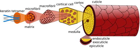 Keratin Structure Hair