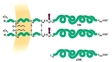 מקטע מסיס של הקולטן לטרנספרין - Soluble transferrin receptor – ויקירפואה