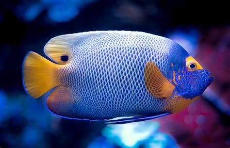 Best Information About Schooling Tropical Fish & Guide