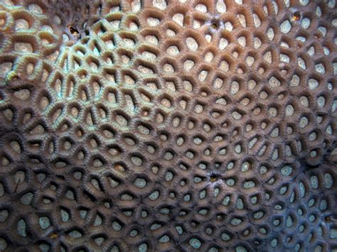 File:Coral patterns (6163172203).jpg - Wikimedia Commons
