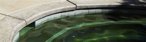 How to Kill Algae in Your Swimming Pool - Poolblue