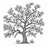 Cherry Blossom Tree 🌸 Coloring Page sketch template