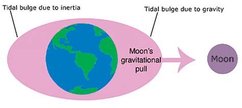 Gravity, Inertia, and the Two Bulges - Tides and water levels: NOAA's National Ocean Service ...