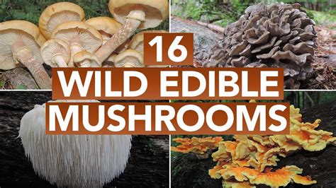 Types of Wild Mushrooms | Mushroom Shop | Mushroom Learning Center ...