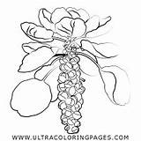 Brussel Sprouts Coloring Page Coloring Pages sketch template