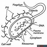 Bacteria Coloring Page  Easy Drawing Guides sketch template