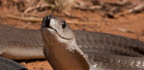 Lab-Grown Antivenom Shows Potential for Curing Black Mamba Snakebite