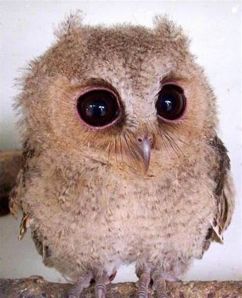 Cute Photos of Animals with Big Eyes | Animals Zone