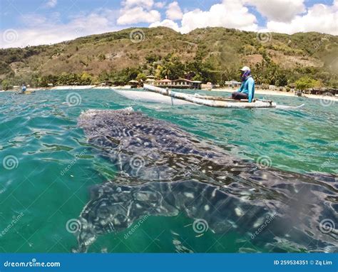 Whale Shark at Oslob, Philippines Stock Image - Image of lagoon, ocean: 259534351