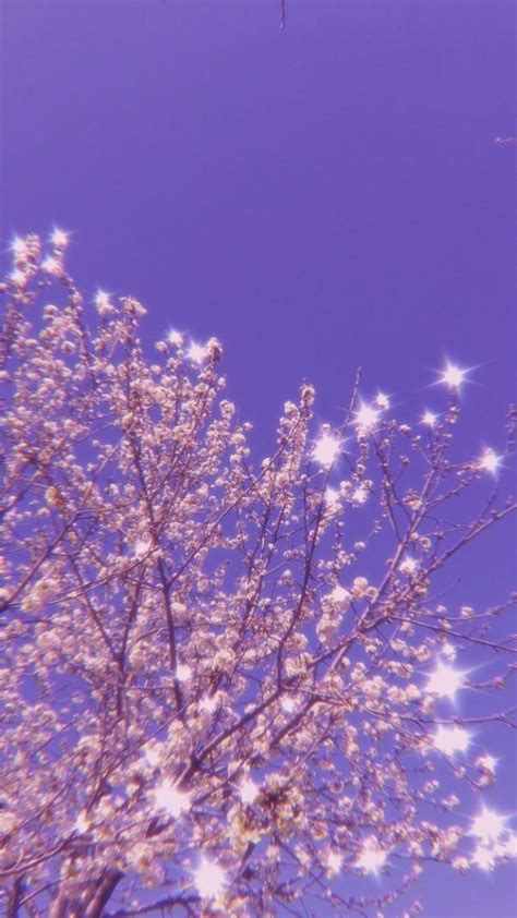 the tree is blooming with lots of white flowers on it's branches in front of a clear blue sky