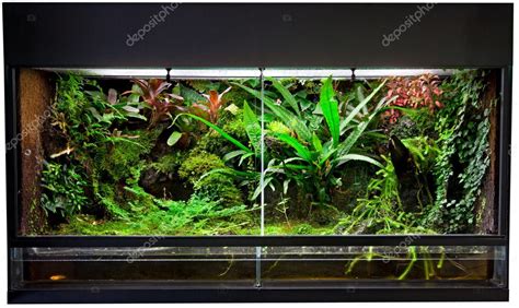 Rain forest terrarium — Stock Photo © kikkerdirk #6399638