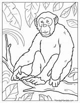 26 Monkey Coloring Pages Free PDF Printables sketch template