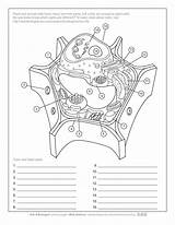 Askabiologist Asu Edu Activities Coloring Cell Answers  Ceplok Colors sketch template