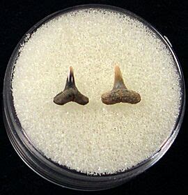 Sumatran Blacktip shark tooth for sale | Buried Treasure Fossils