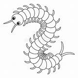 Centipede Animal Isolated Coloring Page For Kids Stock Vector  sketch template