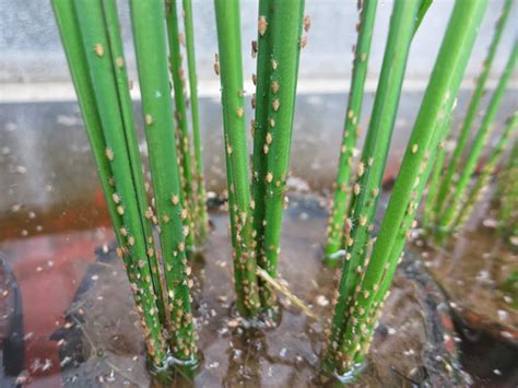 Alomgir 1st blog: How to identify Rice Brown plant hoppers (BPH)and ...