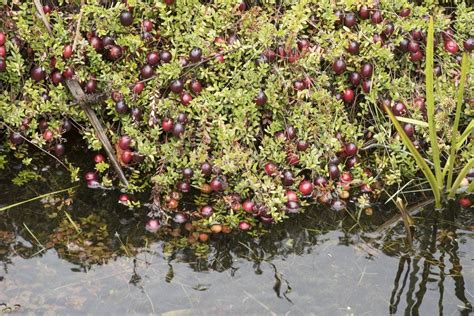 How Do Cranberries Grow: Why Are Cranberries In Water In So Many Pictures | Gardening Know How