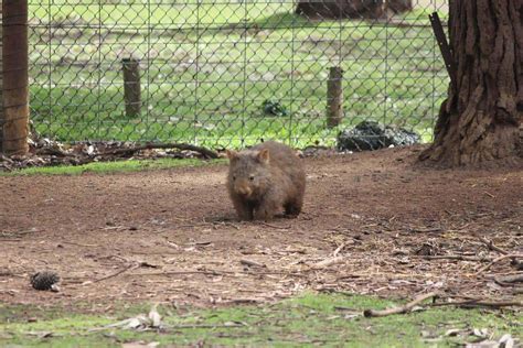 Phillip Island Wildlife Park - Animal Zoo Opening Hours & Ticket Prices