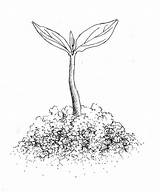 Sprout Drawing At GetDrawings  Free Download sketch template