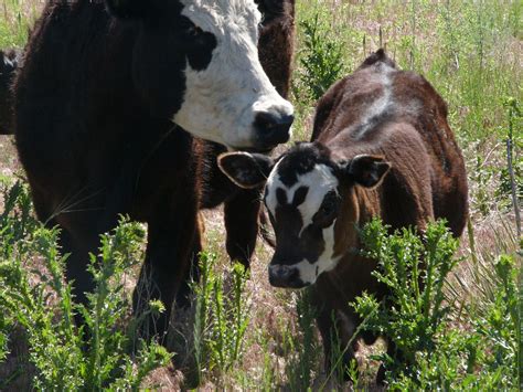 Using Livestock Behavior Makes Improving Landscapes Easier | On Pasture