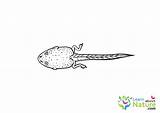 Tadpole Drawing Coloring Legs Kids Getdrawings Sketch Page sketch template