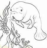 15 Fantastic Manatee Coloring Pages For Children  Coloring sketch template
