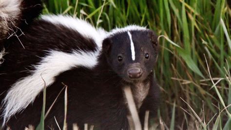 Officials in New Mexico town battling skunk invasion