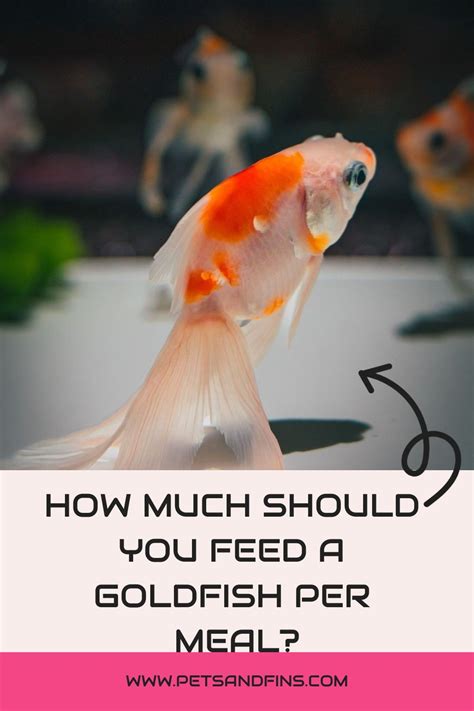 The Ultimate Guide to Feeding Your Goldfish