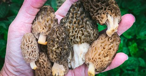 Foraging Morel Mushrooms: Identification & Look-alikes