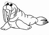 Pretty Walrus Coloring Page  Free Printable Pages For Kids sketch template