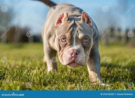 A Pocket Lilac Color Male American Bully Puppy Dog is Moving. Stock Photo - Image of bull, head ...