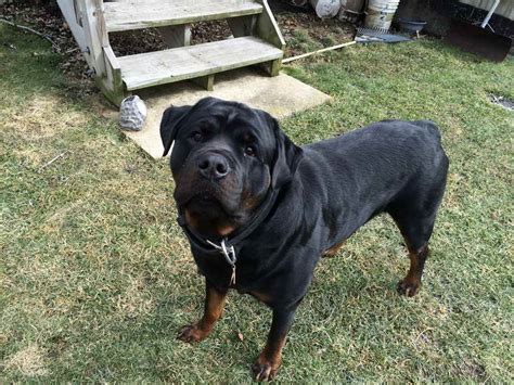 All Black Rottweiler Puppies: Why You Should Consider To Adopt This Dog? | PETSIDI