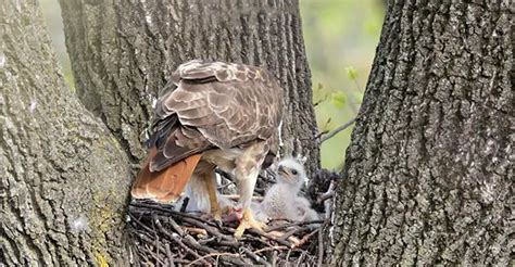 The Evolutionary Odyssey of the Red-Tailed Hawk - The Worlds Rarest Birds