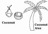 Coconut coloring printable Page For Kids sketch template