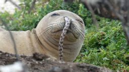 Hawaiian officials block beach to protect adorable endangered monk seal pup | CNN