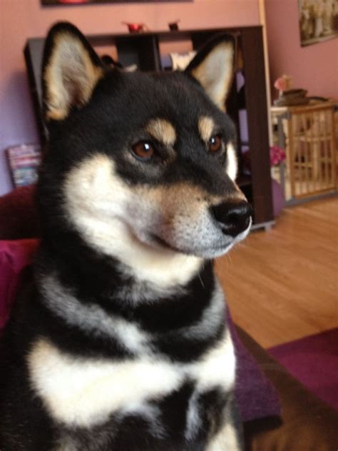 KC Reg Proven Black & Tan Shiba Inu for Stud Only. | Burton Upon Trent, Staffordshire | Pets4Homes