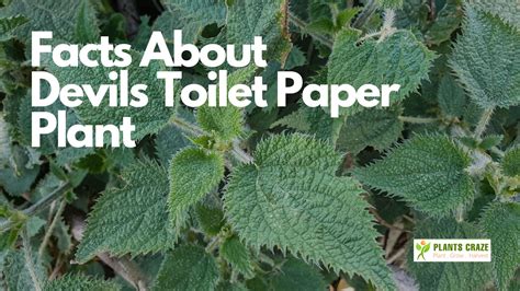 Devils Toilet Paper Plant [OMG! Coyote Peterson touched this?]