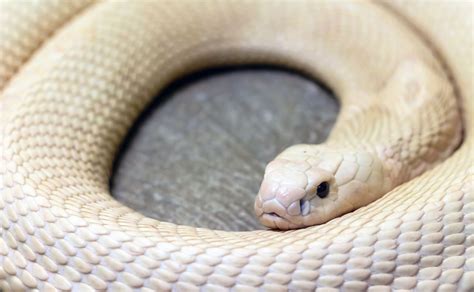 close up of rare white albino monocled cobra