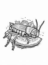 20  Cockroach Coloring Pages Free Printable PDF & Online Coloring sketch template