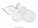 Blackberry Coloring Page For Kids  Free Printable sketch template