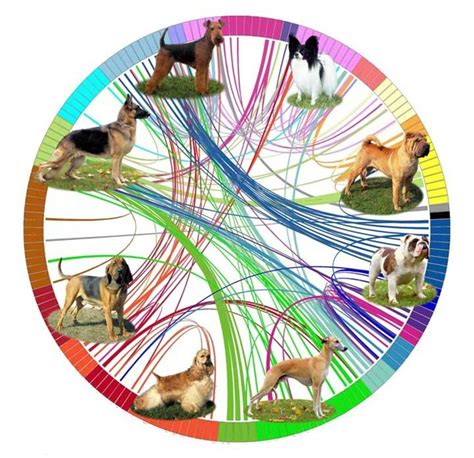 The evolution of dog breeds mapped | Dog breeds, Domestic dog, Canine family