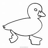 Patos Pato Ente Desenhar Patito Anipedia Patinho Ideen Wecoloringpage  sketch template