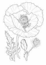 Poppies Coloring Pages Printable For Free Download sketch template